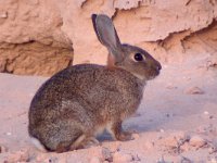 maudoc.com • Rabbit - Coniglio - Oryctolagus cuniculus •  coniglio03.jpg   Fuerteventura : Coniglio