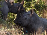 maudoc.com • White Rhinoceros - Rinoceronte bianco - Ceratotherium simum •  IMG_0247.jpg : Rinoceronte bianco