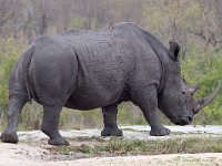 maudoc.com • White Rhinoceros - Rinoceronte bianco - Ceratotherium simum •  IMG_1029.jpg : Rinoceronte bianco