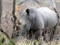 maudoc.com • White Rhinoceros - Rinoceronte bianco - Ceratotherium simum •  IMG_7619.jpg : Rinoceronte bianco