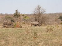 maudoc.com • White Rhinoceros - Rinoceronte bianco - Ceratotherium simum •  IMG_7797.jpg : Rinoceronte bianco