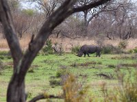 maudoc.com • White Rhinoceros - Rinoceronte bianco - Ceratotherium simum •  IMG_9579.jpg : Rinoceronte bianco