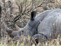 maudoc.com • White Rhinoceros - Rinoceronte bianco - Ceratotherium simum •  IMG_9824.jpg : Rinoceronte bianco