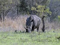 maudoc.com • White Rhinoceros - Rinoceronte bianco - Ceratotherium simum •  IMG_9917.jpg : Rinoceronte bianco