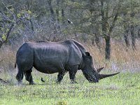 maudoc.com • White Rhinoceros - Rinoceronte bianco - Ceratotherium simum •  IMG_9928.jpg : Rinoceronte bianco