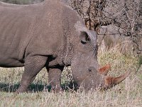 maudoc.com • White Rhinoceros - Rinoceronte bianco - Ceratotherium simum •  rhino IMG 0319.jpg : Rinoceronte bianco