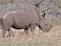 maudoc.com • White Rhinoceros - Rinoceronte bianco - Ceratotherium simum •  rhino IMG 0321.jpg : Rinoceronte bianco