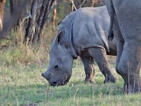 maudoc.com • White Rhinoceros - Rinoceronte bianco - Ceratotherium simum •  rhino IMG 0906.jpg : Rinoceronte bianco
