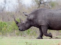 White Rhinoceros - Rinoceronte bianco - Ceratotherium simum