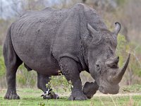 maudoc.com • White Rhinoceros - Rinoceronte bianco - Ceratotherium simum •  rhino IMG 1024.jpg : Rinoceronte bianco