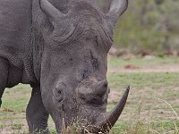 maudoc.com • White Rhinoceros - Rinoceronte bianco - Ceratotherium simum •  rhino IMG 1026.jpg : Rinoceronte bianco