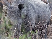 maudoc.com • White Rhinoceros - Rinoceronte bianco - Ceratotherium simum •  rhino IMG 7622.jpg : Rinoceronte bianco