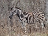 maudoc.com • Burchell's Zebra - Zebra di Burchell - Equus quagga •  IMG_0052.jpg   ssp. burchellii : Zebra