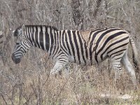 maudoc.com • Burchell's Zebra - Zebra di Burchell - Equus quagga •  IMG_0053.jpg : Zebra