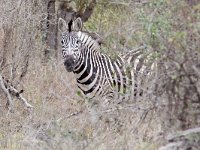 maudoc.com • Burchell's Zebra - Zebra di Burchell - Equus quagga •  IMG_0056.jpg   ssp. burchellii : Zebra