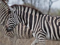 maudoc.com • Burchell's Zebra - Zebra di Burchell - Equus quagga •  IMG_0965.jpg   ssp. burchellii : Zebra