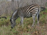 maudoc.com • Burchell's Zebra - Zebra di Burchell - Equus quagga •  IMG_7536.jpg   ssp. burchellii : Zebra