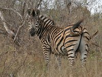 maudoc.com • Burchell's Zebra - Zebra di Burchell - Equus quagga •  IMG_7971.jpg   ssp. burchellii : Zebra