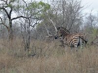 maudoc.com • Burchell's Zebra - Zebra di Burchell - Equus quagga •  IMG_7972.jpg : Zebra