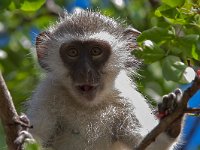 maudoc.com • Vervet Monkey - Cercopiteco verde - Chlorocebus pygerythrus •  IMG_0109.jpg : Cercopiteco verde - Vervet Monkey