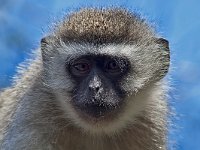 Vervet Monkey - Cercopiteco verde - Chlorocebus pygerythrus