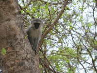 maudoc.com • Vervet Monkey - Cercopiteco verde - Chlorocebus pygerythrus •  IMG_7403.jpg : Cercopiteco verde - Vervet Monkey