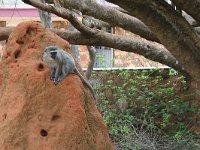 maudoc.com • Vervet Monkey - Cercopiteco verde - Chlorocebus pygerythrus •  IMG_7410.jpg : Cercopiteco verde - Vervet Monkey