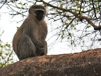 maudoc.com • Vervet Monkey - Cercopiteco verde - Chlorocebus pygerythrus •  IMG_7473.jpg : Cercopiteco verde - Vervet Monkey