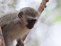 maudoc.com • Vervet Monkey - Cercopiteco verde - Chlorocebus pygerythrus •  IMG_8965.jpg : Cercopiteco verde - Vervet Monkey