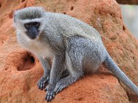 maudoc.com • Vervet Monkey - Cercopiteco verde - Chlorocebus pygerythrus •  IMG_8968.jpg : Cercopiteco verde - Vervet Monkey