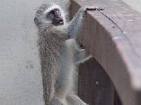 maudoc.com • Vervet Monkey - Cercopiteco verde - Chlorocebus pygerythrus •  IMG_9972.jpg : Cercopiteco verde - Vervet Monkey
