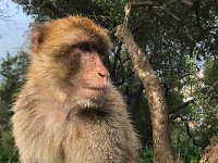 maudoc.com • Barbary Macaque - Bertuccia - Macaca sylvanus •  IMG_0706.jpg : Bertuccia