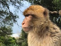 maudoc.com • Barbary Macaque - Bertuccia - Macaca sylvanus •  IMG_0707.jpg : Bertuccia