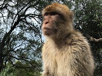 maudoc.com • Barbary Macaque - Bertuccia - Macaca sylvanus •  IMG_0708.jpg : Bertuccia