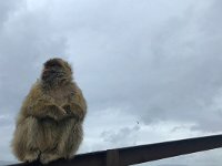 maudoc.com • Barbary Macaque - Bertuccia - Macaca sylvanus •  IMG_0716.jpg : Bertuccia