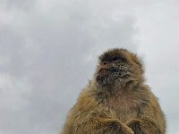 maudoc.com • Barbary Macaque - Bertuccia - Macaca sylvanus •  IMG_0716b.jpg : Bertuccia