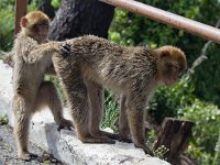 maudoc.com • Barbary Macaque - Bertuccia - Macaca sylvanus •  IMG_0797.jpg : Bertuccia
