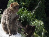 maudoc.com • Barbary Macaque - Bertuccia - Macaca sylvanus •  IMG_0801.jpg : Bertuccia