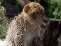 maudoc.com • Barbary Macaque - Bertuccia - Macaca sylvanus •  IMG_0802.jpg : Bertuccia