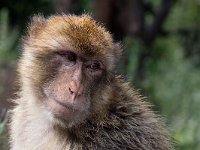 maudoc.com • Barbary Macaque - Bertuccia - Macaca sylvanus •  IMG_0806.jpg : Bertuccia