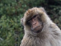 Barbary Macaque - Bertuccia - Macaca sylvanus