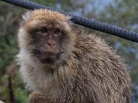 maudoc.com • Barbary Macaque - Bertuccia - Macaca sylvanus •  IMG_0814.jpg : Bertuccia