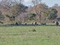 maudoc.com • Chacma Baboon - Babbuino nero - Papio ursinus •  baboon IMG 0183.jpg : Babbuino