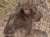 maudoc.com • Chacma Baboon - Babbuino nero - Papio ursinus •  baboon IMG 0624.jpg : Babbuino