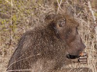 Chacma Baboon - Babbuino nero - Papio ursinus