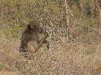 maudoc.com • Chacma Baboon - Babbuino nero - Papio ursinus •  baboon IMG 7858.jpg : Babbuino