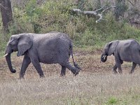 maudoc.com • African Elephant - Elefante africano - Loxodonta africana •  IMG_0093.jpg : Elefante