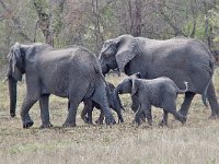 maudoc.com • African Elephant - Elefante africano - Loxodonta africana •  IMG_0096.jpg : Elefante