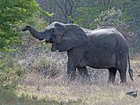 maudoc.com • African Elephant - Elefante africano - Loxodonta africana •  IMG_0100.jpg : Elefante