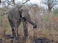 maudoc.com • African Elephant - Elefante africano - Loxodonta africana •  IMG_7595.jpg : Elefante